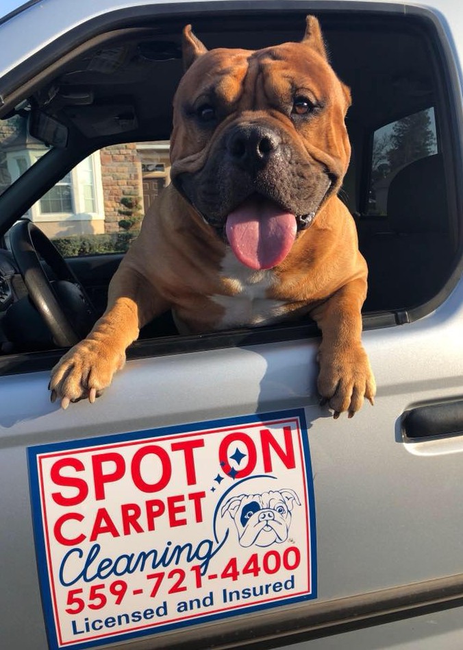 Spot On Carpet Cleaning truck β Garo's bulldog in the driver window